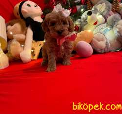 Red Toy Poodle Mini Boy Yavrular 1