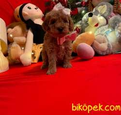 Red Toy Poodle Mini Boy Yavrular 3
