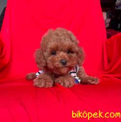 Red Toy Poodle Mini Boy Yavrular 5