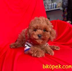 Red Toy Poodle Mini Boy Yavrular 1