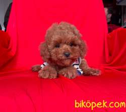 Red Toy Poodle Mini Boy Yavrular 4