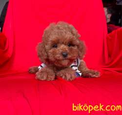 Red Toy Poodle Mini Boy Yavrular 2