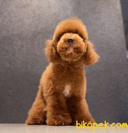 RED TOY POODLE OĞLUMUZ 4