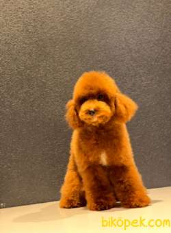 RED TOY POODLE OĞLUMUZ 2