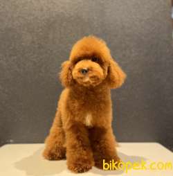 RED TOY POODLE OĞLUMUZ 3