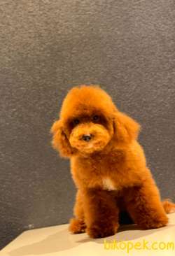 RED TOY POODLE OĞLUMUZ 5