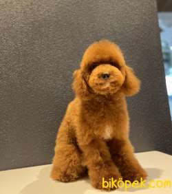 RED TOY POODLE OĞLUMUZ 1