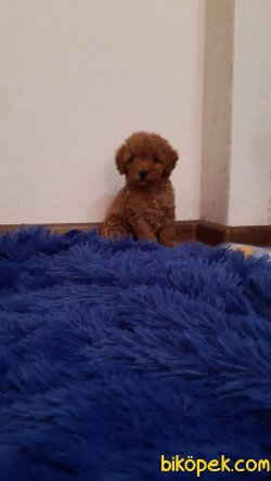 Red Toy Poodle Orjinal Rusya Dan Chipli 2