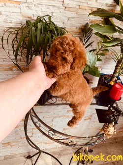Red Toy  Poodle Secereli Anne Babadam 3