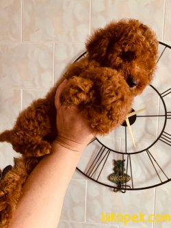 Red Toy  Poodle Secereli Anne Babadam 1