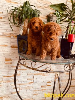 Red Toy  Poodle Secereli Anne Babadam 2