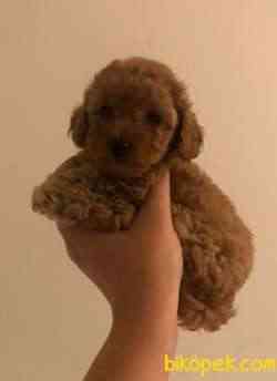 RED TOY POODLE  TEACUP 3