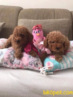RED TOY POODLE TOY POODLE YAVRULARIMIZ HER RENK 2