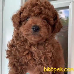 RED TOY POODLE TOY POODLE YAVRULARIMIZ HER RENK 3
