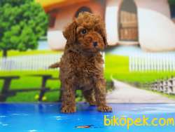 RED TOY POODLE YAVRU 2