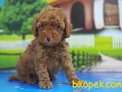 RED TOY POODLE YAVRU 3