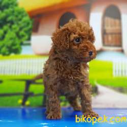 RED TOY POODLE YAVRU 4