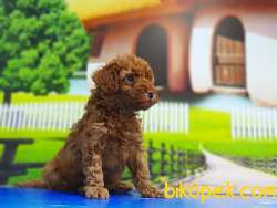 RED TOY POODLE YAVRU 5