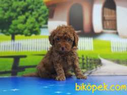 RED TOY POODLE YAVRU 1