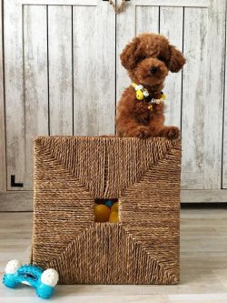 Red Toy Poodle  Yavrular 1