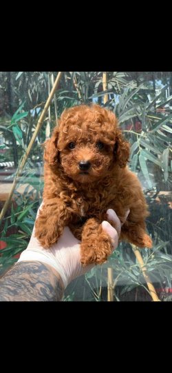 Red Toy Poodle  Yavrular 3