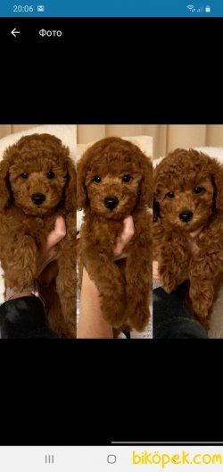 Red Toy Poodle Yavrular 2