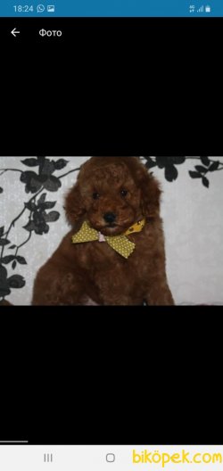 Red Toy Poodle Yavrular 3