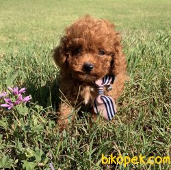Red Toy Poodle Yavrular 1