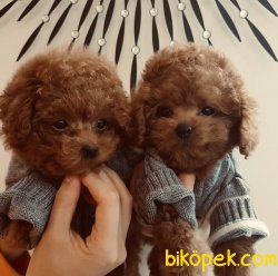 Red Toy Poodle Yavrular 2