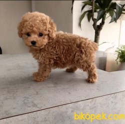 Red Toy Poodle Yavrular 3