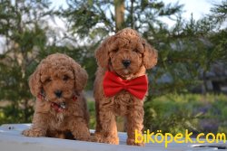 Orjinal Toy Red Toy Poodle Yavrular 3