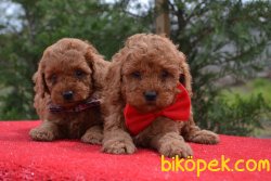 Orjinal Toy Red Toy Poodle Yavrular 1