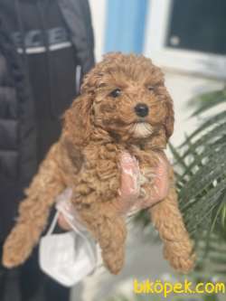 RED TOY POODLE YAVRULAR 2