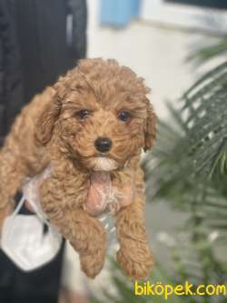 RED TOY POODLE YAVRULAR 3