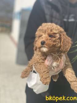 RED TOY POODLE YAVRULAR 1