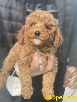 RED TOY POODLE YAVRULAR 4