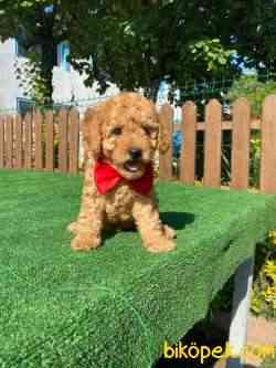 Toy Poodle Yavrular 3