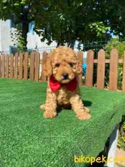 Toy Poodle Yavrular 1