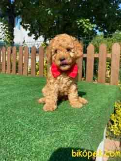 Toy Poodle Yavrular 2