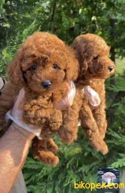 RED TOY POODLE YAVRULAR 1
