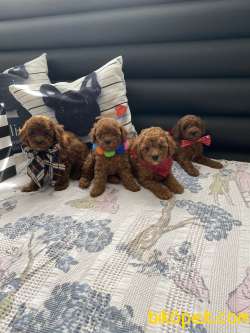 RED TOY POODLE YAVRULAR 2