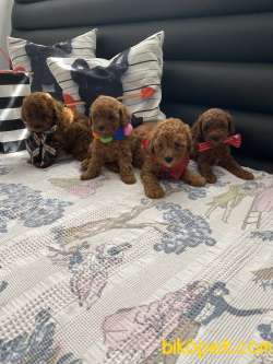 RED TOY POODLE YAVRULAR 3