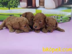 RED TOY POODLE YAVRULAR 2