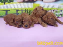 RED TOY POODLE YAVRULAR 4