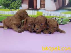 RED TOY POODLE YAVRULAR 3