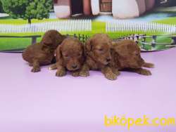 RED TOY POODLE YAVRULAR 5