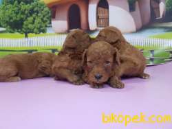 RED TOY POODLE YAVRULAR 1