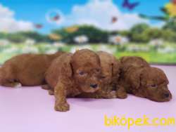 RED TOY POODLE YAVRULAR 2