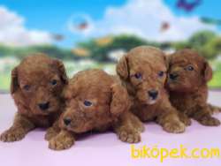 RED TOY POODLE YAVRULAR 5