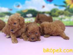 RED TOY POODLE YAVRULAR 3